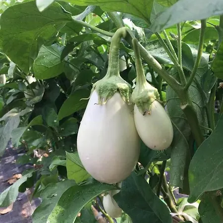 Apartment Mondello Holiday Home